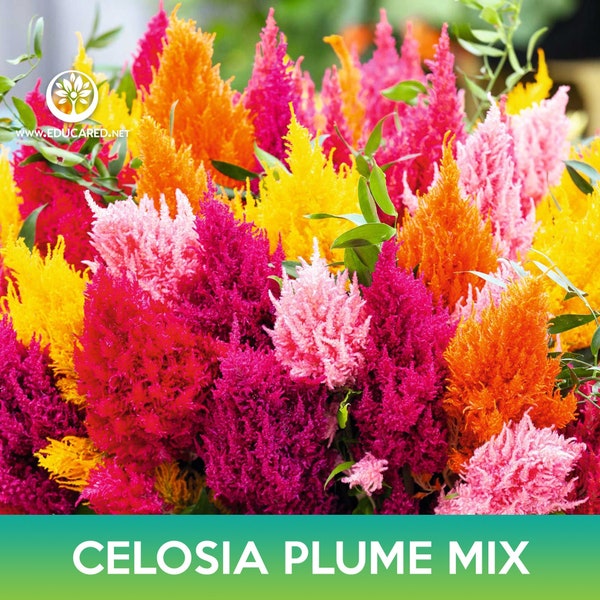 Celosia Plume Flower Mix Seeds, Celosia argentea