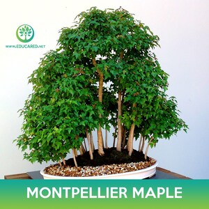 May include: A Montpellier Maple bonsai tree in a white pot with a green background. The tree has multiple trunks and a full canopy of green leaves.