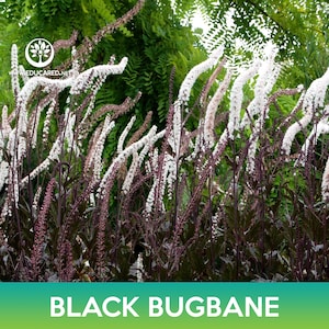 May include: Black bugbane plant with dark purple stems and white flowers. The plant is in bloom and the flowers are in clusters.