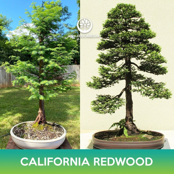 California Redwood Tree Seeds, Coastal Sequoia, Coast Redwood, Sequoia sempervirens