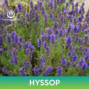 Hyssop Seeds, Hyssopus officinalis