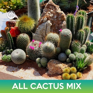 All Cactus Seeds Mix