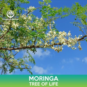 Może przedstawiać: Zbliżenie na gałąź drzewa Moringa z białymi kwiatami na tle jasnoniebieskiego nieba. Na dole obrazu widnieje tekst "Moringa Tree of Life".