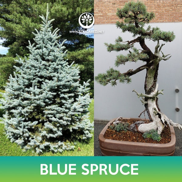 Blue Spruce Tree Seeds, Colorado Blue Spruce, Picea pungens