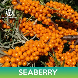 Seaberry Seeds