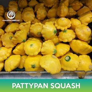 May include: A close-up of a pile of yellow pattypan squash. The squash are all different sizes and shapes, but they are all bright yellow and have a slightly bumpy texture.