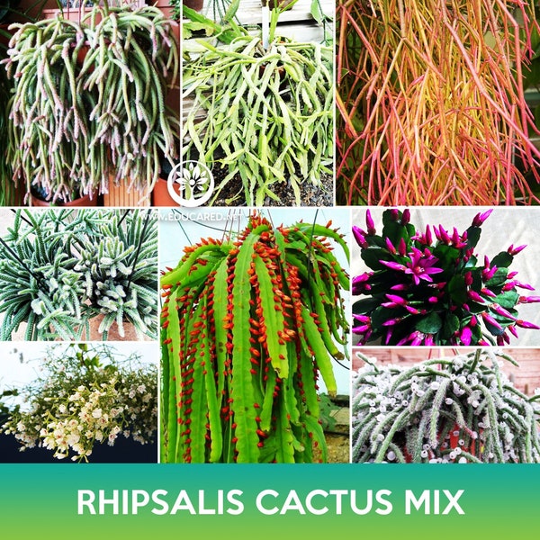 Rhipsalis Cactus Mix Seeds