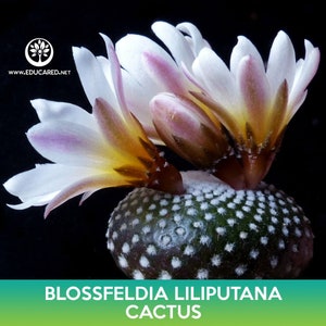 May include: A close-up of a small, green cactus with white dots and three white and pink flowers blooming. The cactus is labeled "Blossfeldia Liliputana Cactus".