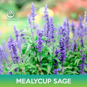 Mealycup Sage Flower Seeds, Blue Sage