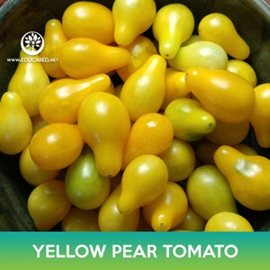 Yellow Pear Tomato Seeds