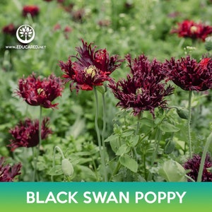Black Swan Poppy Seeds