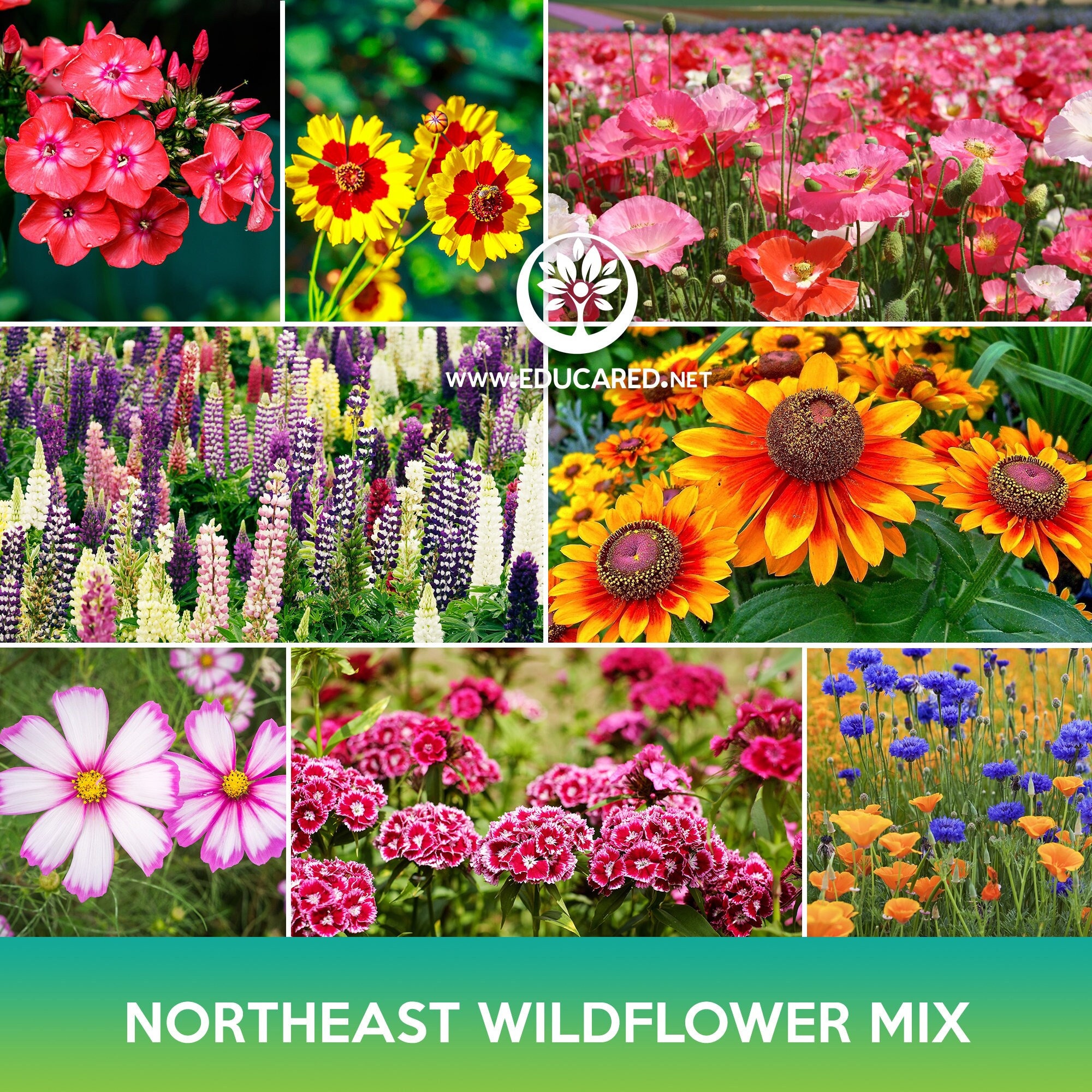Northeast Flower Mix Seeds - Etsy
