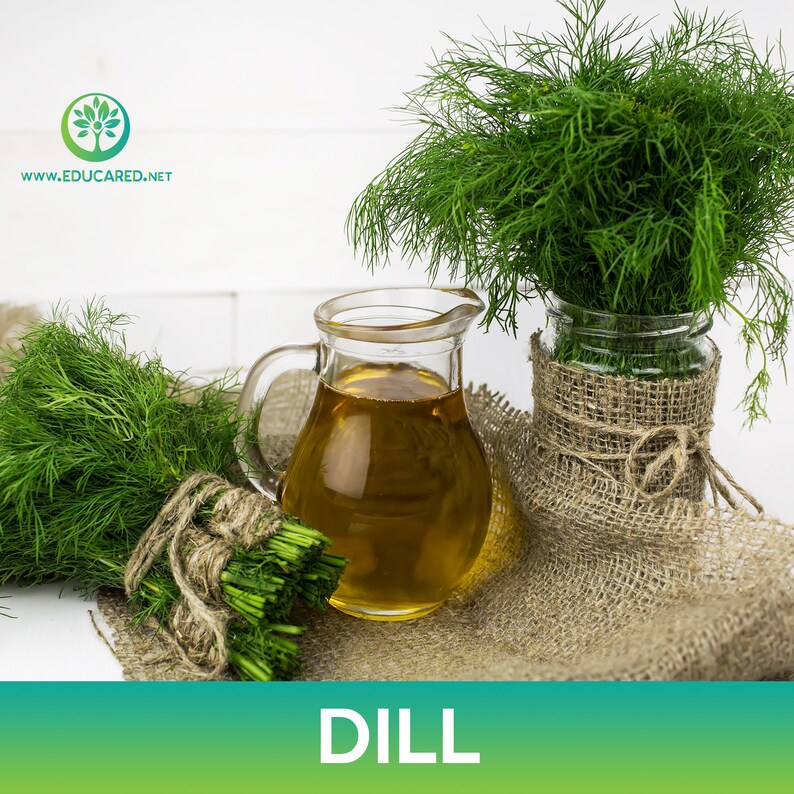 May include: A bunch of fresh green dill tied with twine, a glass jar filled with dill, and a glass pitcher filled with yellow dill oil. The items are arranged on a burlap surface. The text "DILL" is displayed in green letters on a teal background.