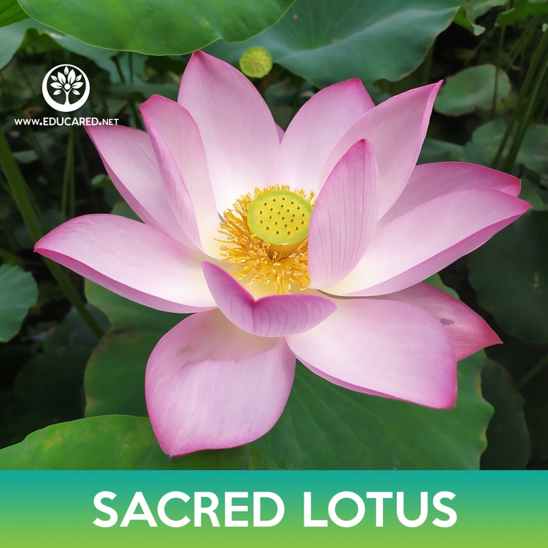 Educared Sacred Lotus Seeds - Thumbnail 2