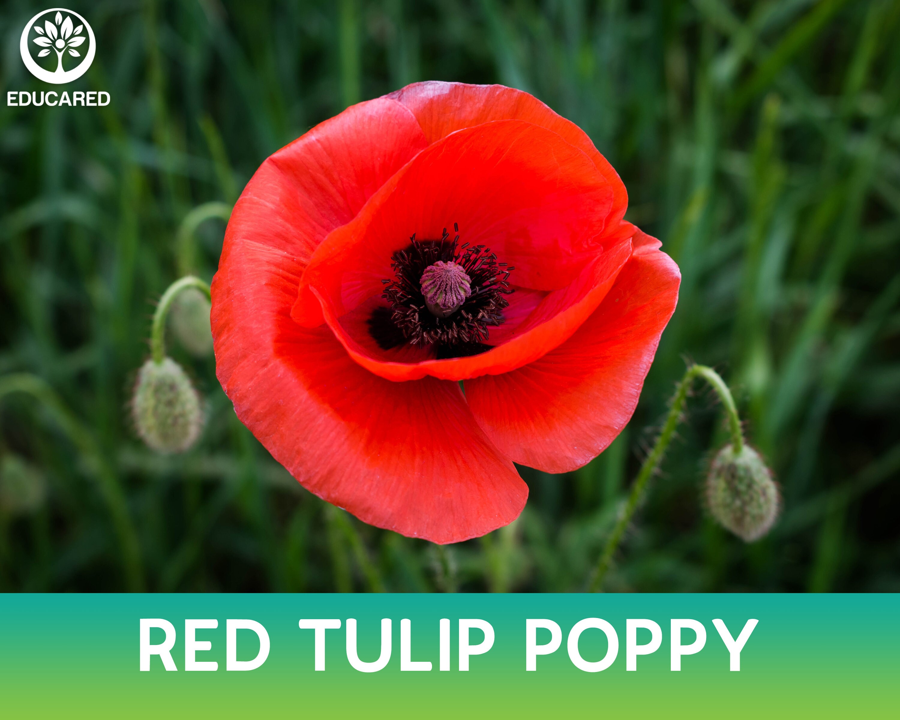 Red Tulip Poppy Organic Seed Red Turkish Poppy Papaver Etsy Canada