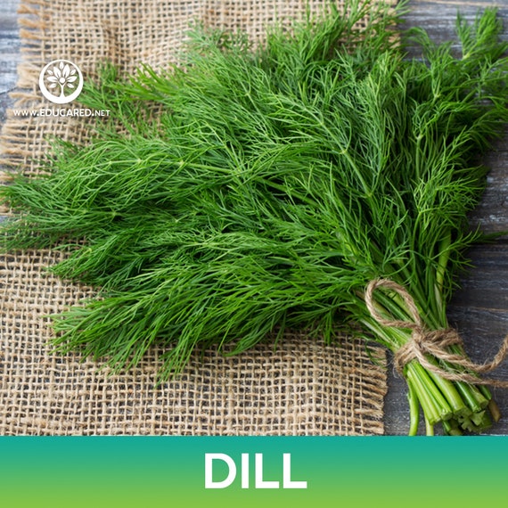 Dill Seeds (~300 Seeds)