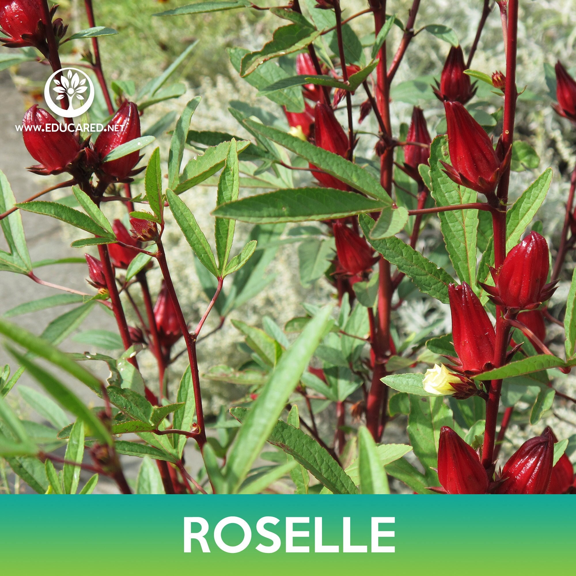 Growing and harvesting roselle hibiscus -, image size:2000x2000