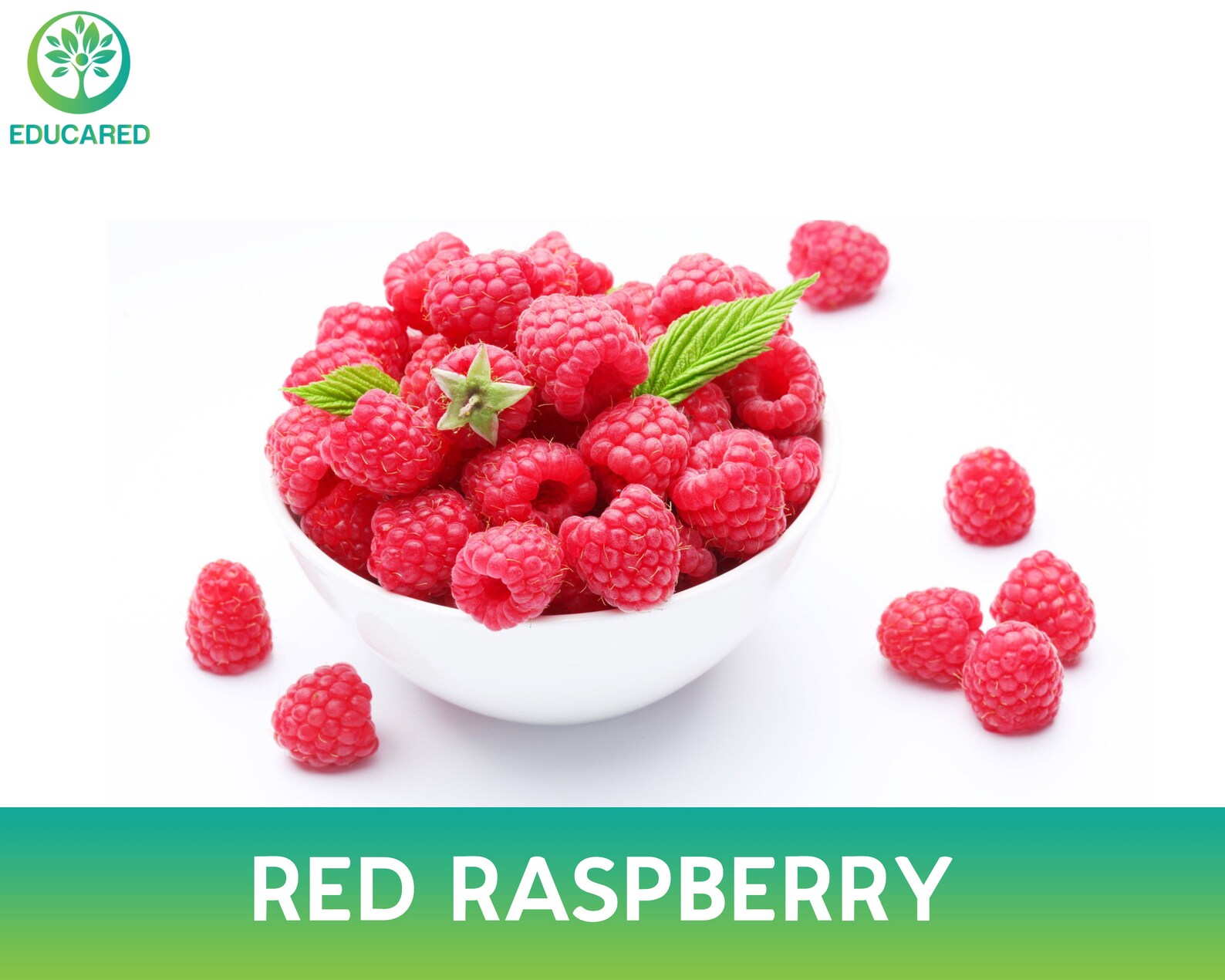 Red Raspberry Organic Seed Fruit Seeds Perennial Plant Tree Etsy