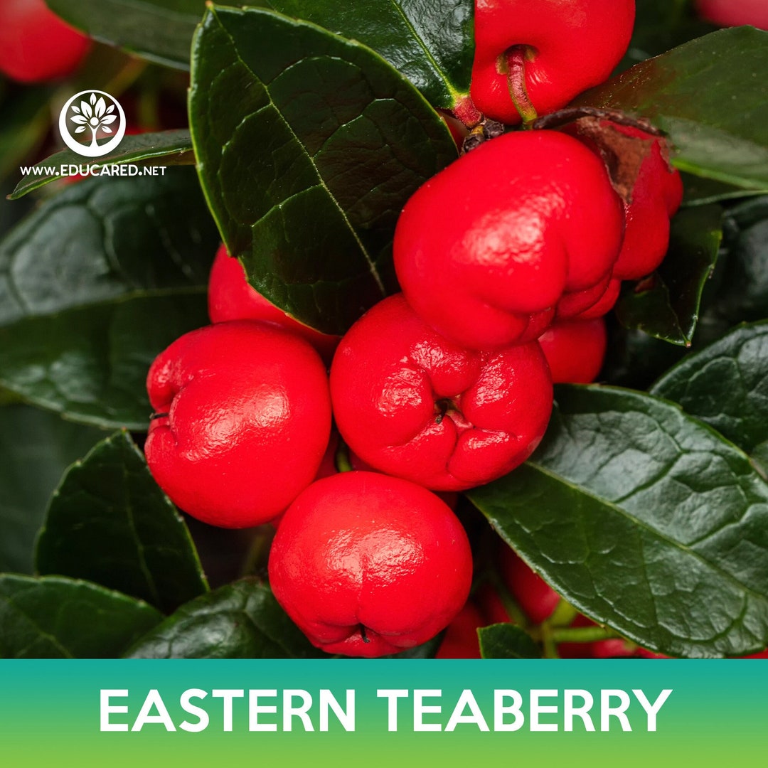 Eastern Teaberry Seeds, American Wintergreen, Checkerberry - Etsy