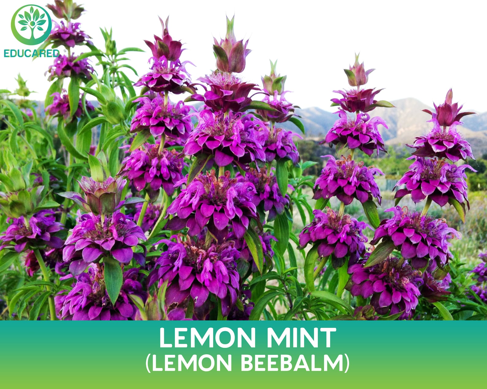 Spearmint Organic Seed Mint Herb Seeds Shrub Plant Etsy