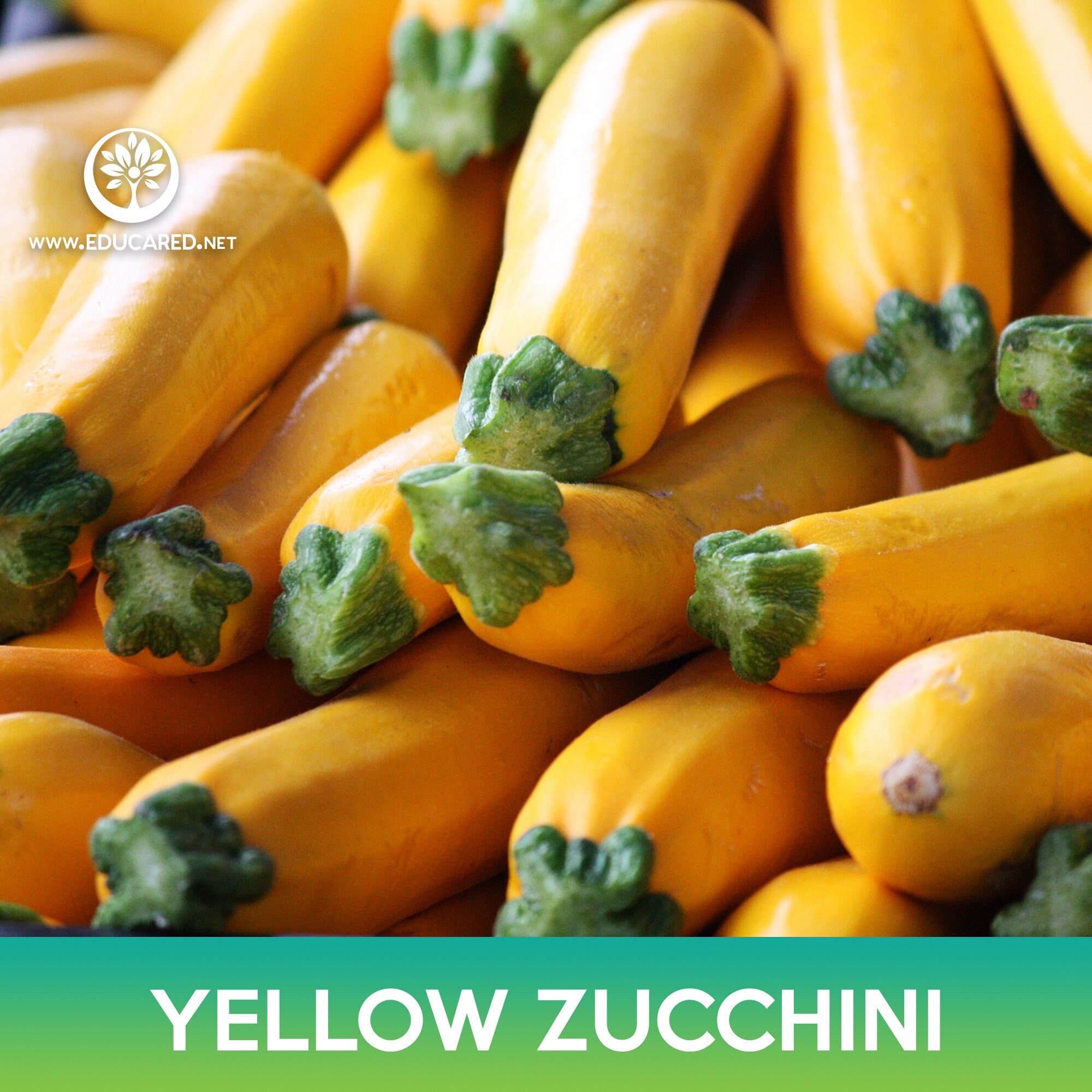 Yellow Zucchini Seeds, Golden Zucchini Squash