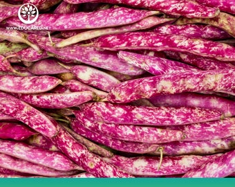 Vermont Cranberry Bean Seeds