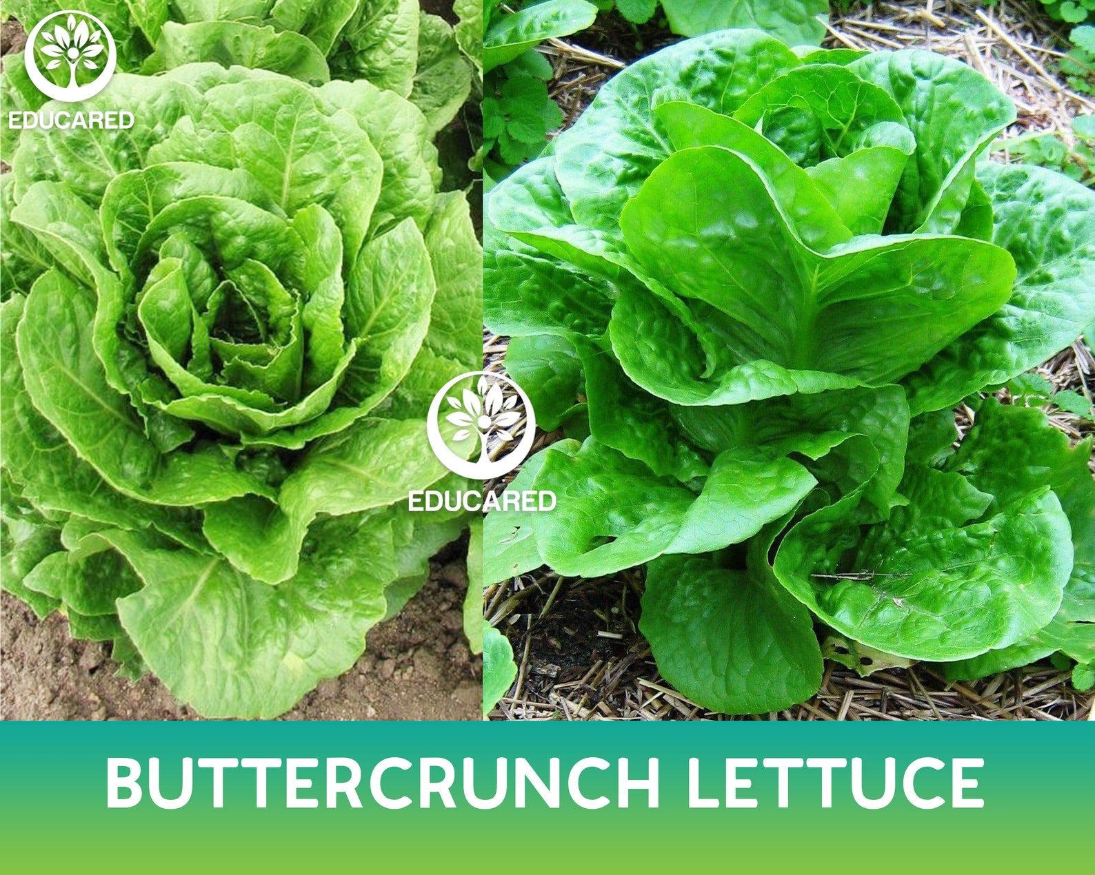 Buttercrunch Lettuce Organic Seeds Vegetable Seeds GMO Free Etsy