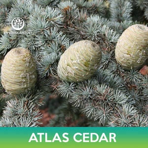 Atlas Cedar Tree Seeds, Cedrus libani subsp. atlantica image 5