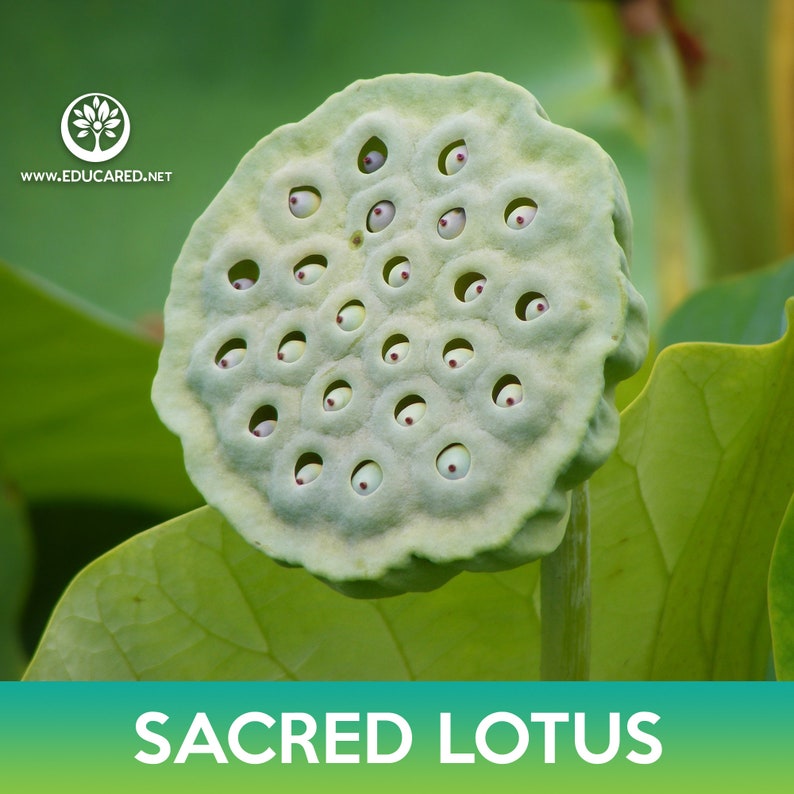 Educared Sacred Lotus Seeds - Thumbnail 4