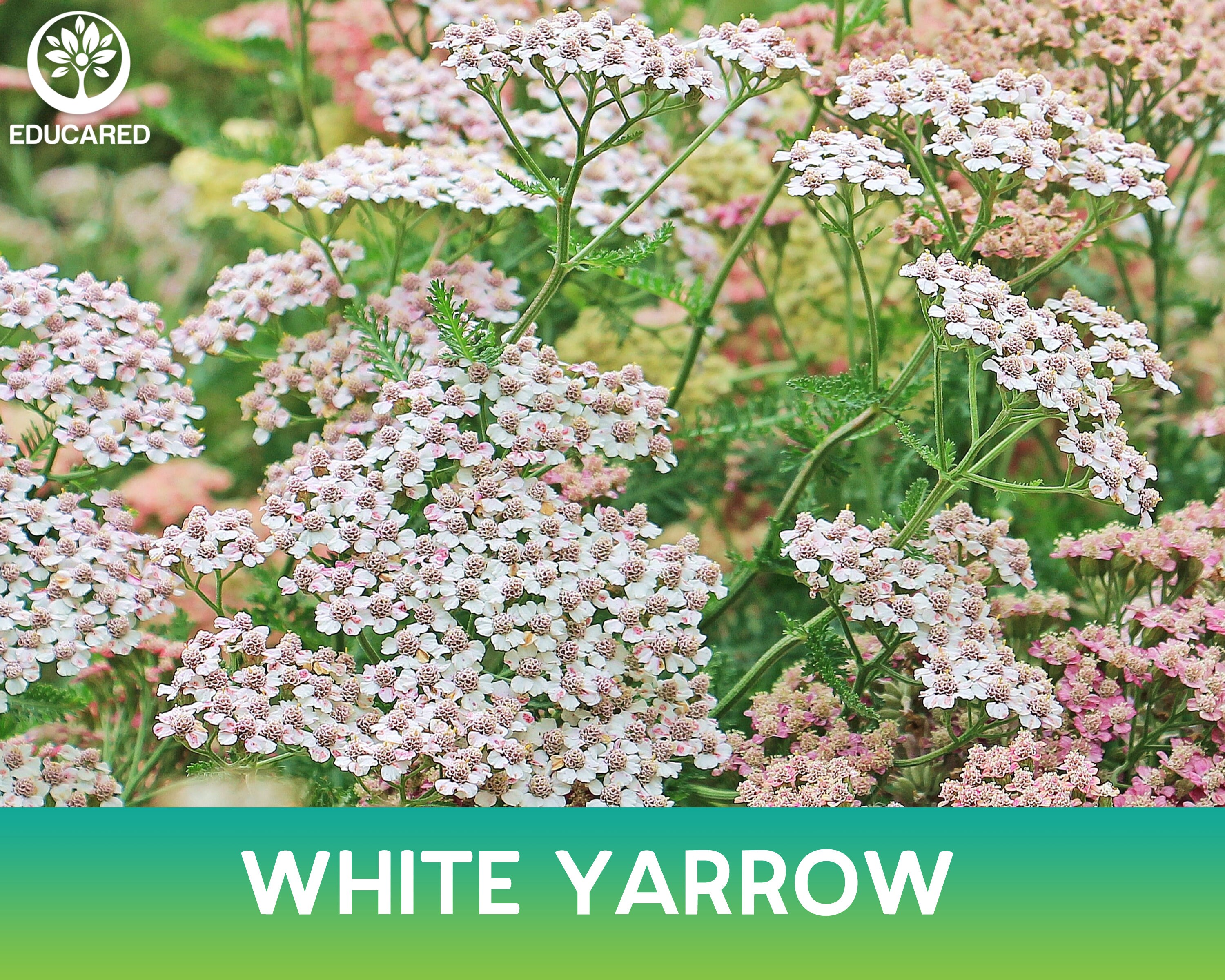 White Yarrow Organic Seed Common Yarrow Achillea Etsy