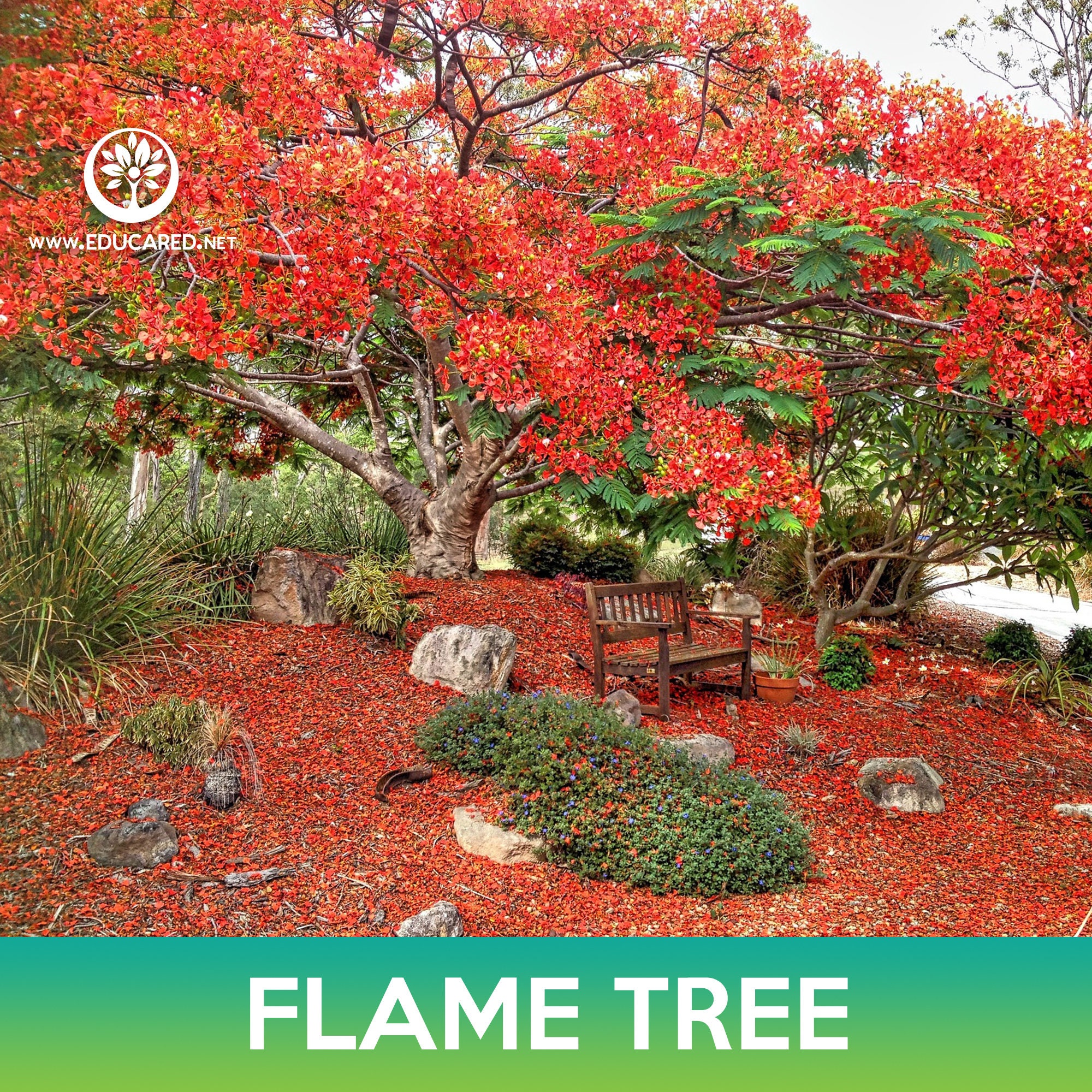 Poinciana Flame Tree Seeds, Royal Poinciana - Etsy