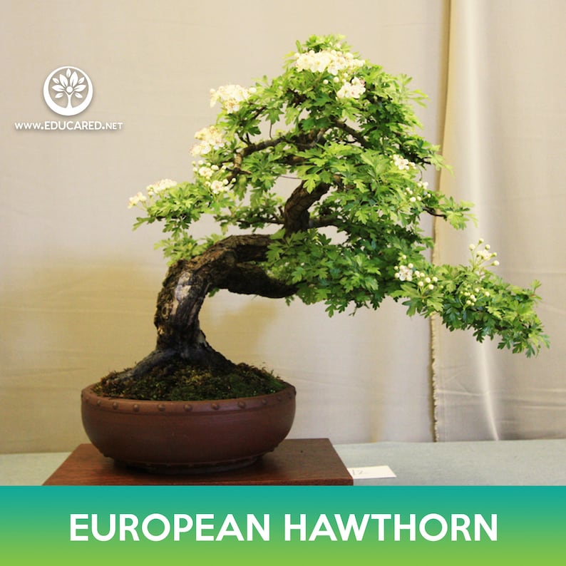 May include: A bonsai tree with white flowers and green leaves in a brown pot on a wooden stand. The tree is labeled "EUROPEAN HAWTHORN".
