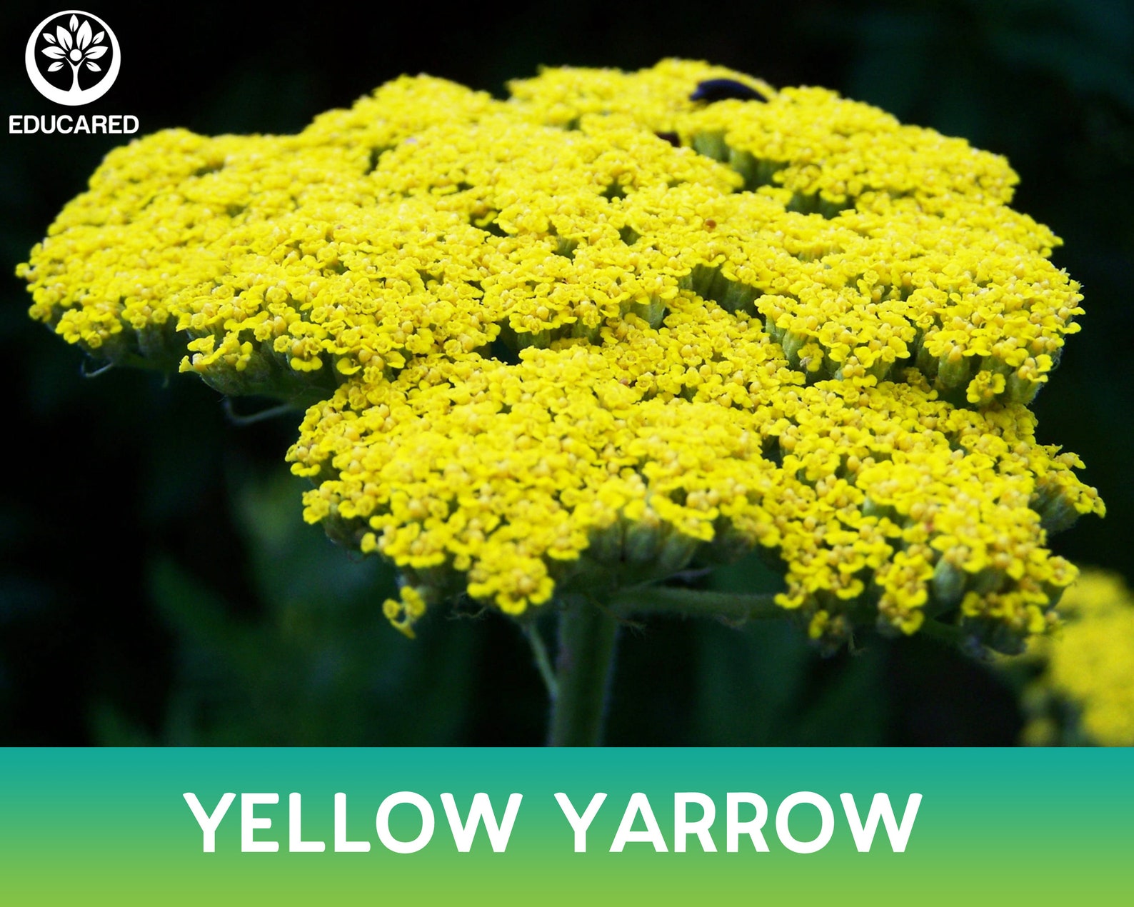 White Yarrow Organic Seed Common Yarrow Achillea Etsy