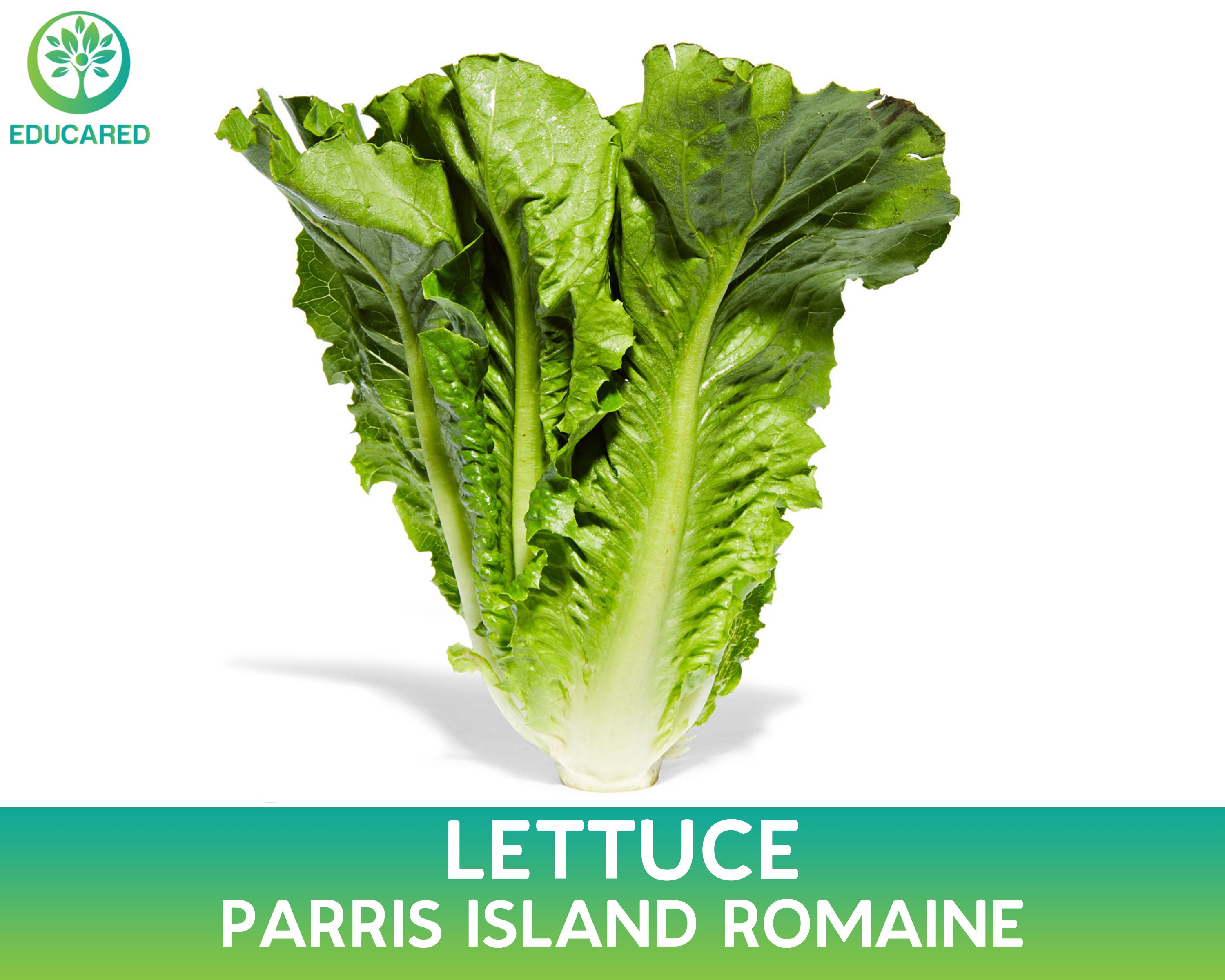 Lettuce перевод на русский. Romaine lettuce. Салат растение. Римский салат растение. Салат растение картинка.
