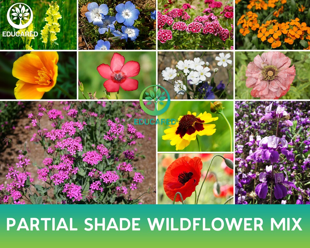 Partial Shade Wildflowers Mix Seeds Etsy