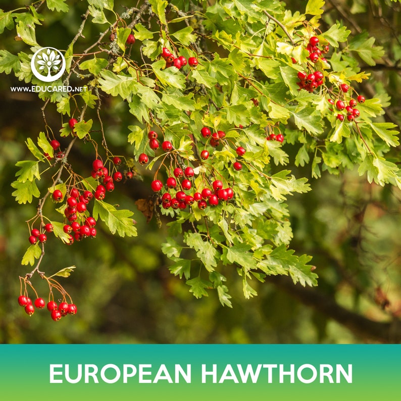 May include: A close-up of a European Hawthorn tree branch with bright red berries and green leaves. The tree is in full bloom and the berries are ripe and ready to be picked.