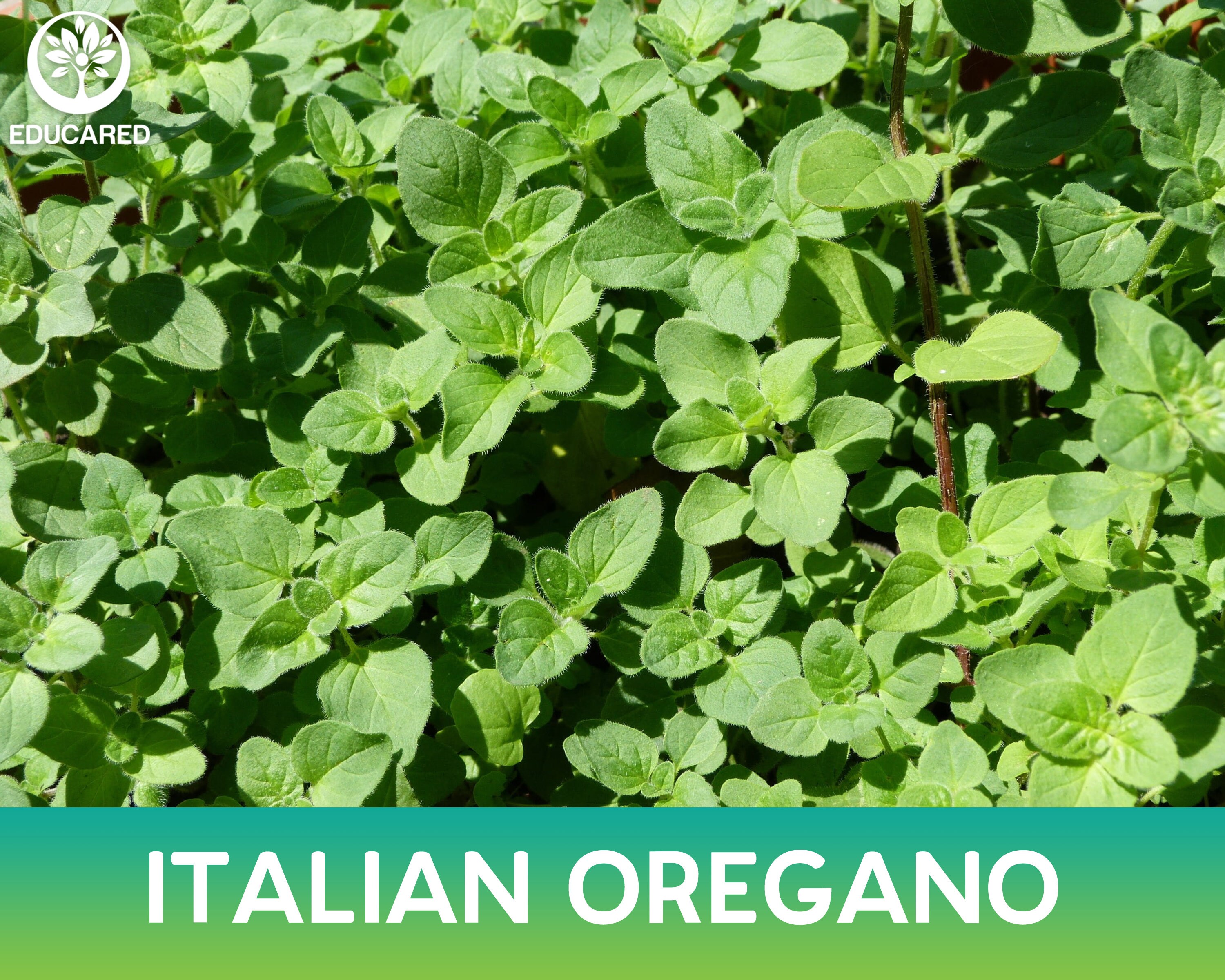 Italian Oregano Organic Seed Herb Seeds Shrub Plant Etsy