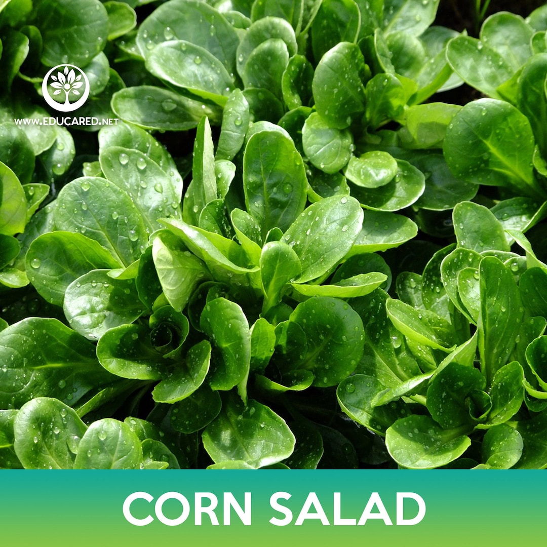Corn Salad Seeds, Lamb's Lettuce - Etsy
