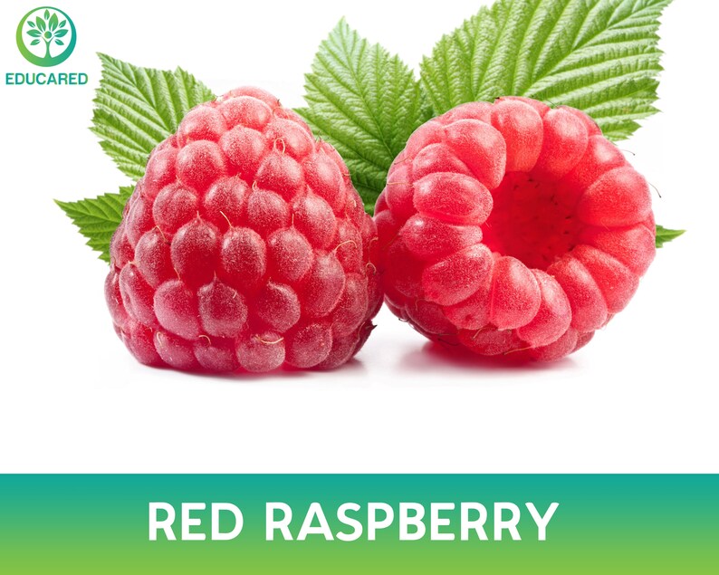 Semilla de frambuesa roja - Etsy México