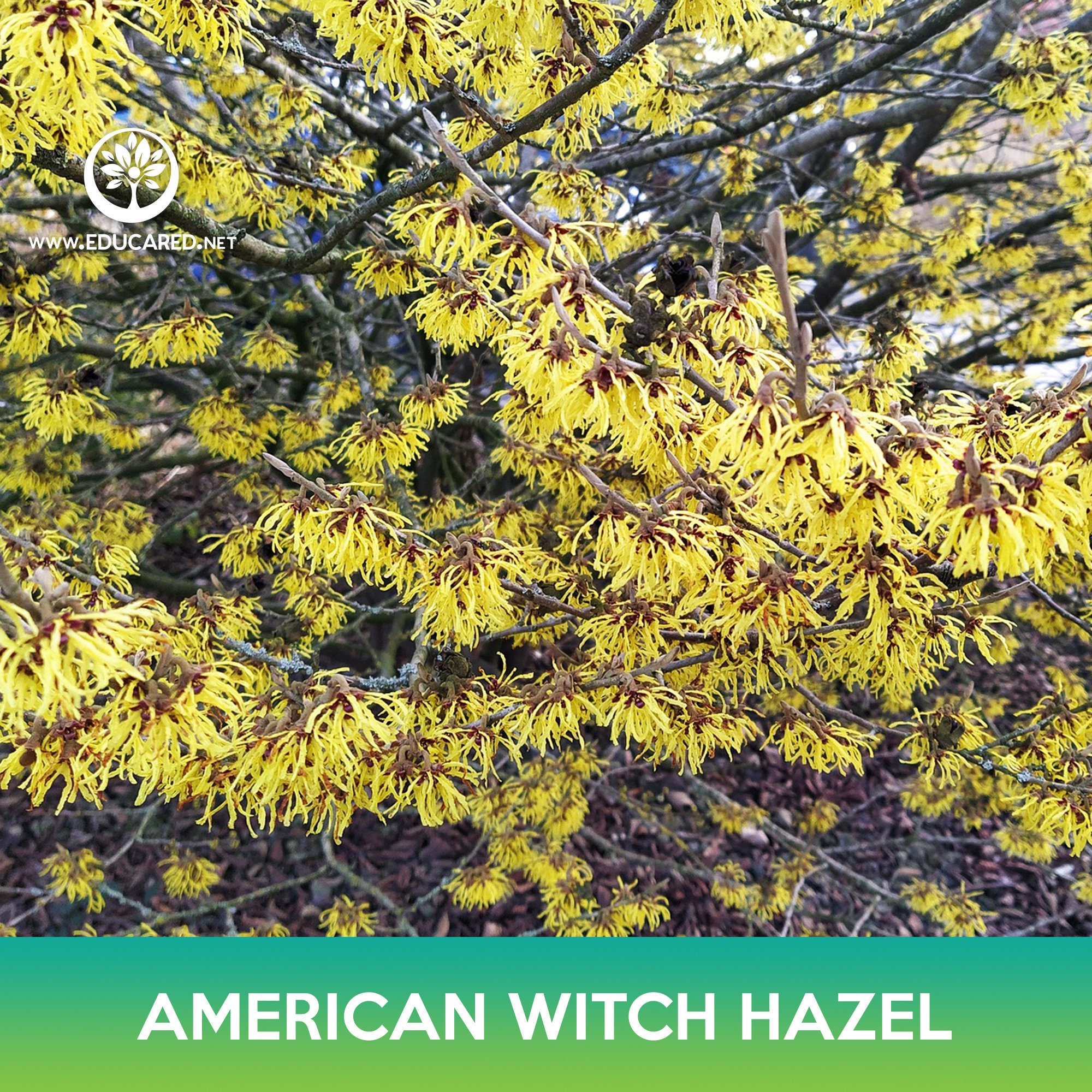 American Witch Hazel Tree Seeds, Fragrant Yellow Bloom Tree - Etsy