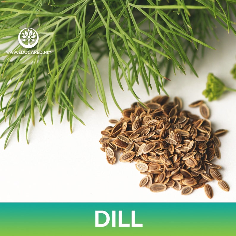 May include: A close-up of a pile of brown dill seeds with green dill sprigs in the background. The text "DILL" is written in white letters on a green and blue background.