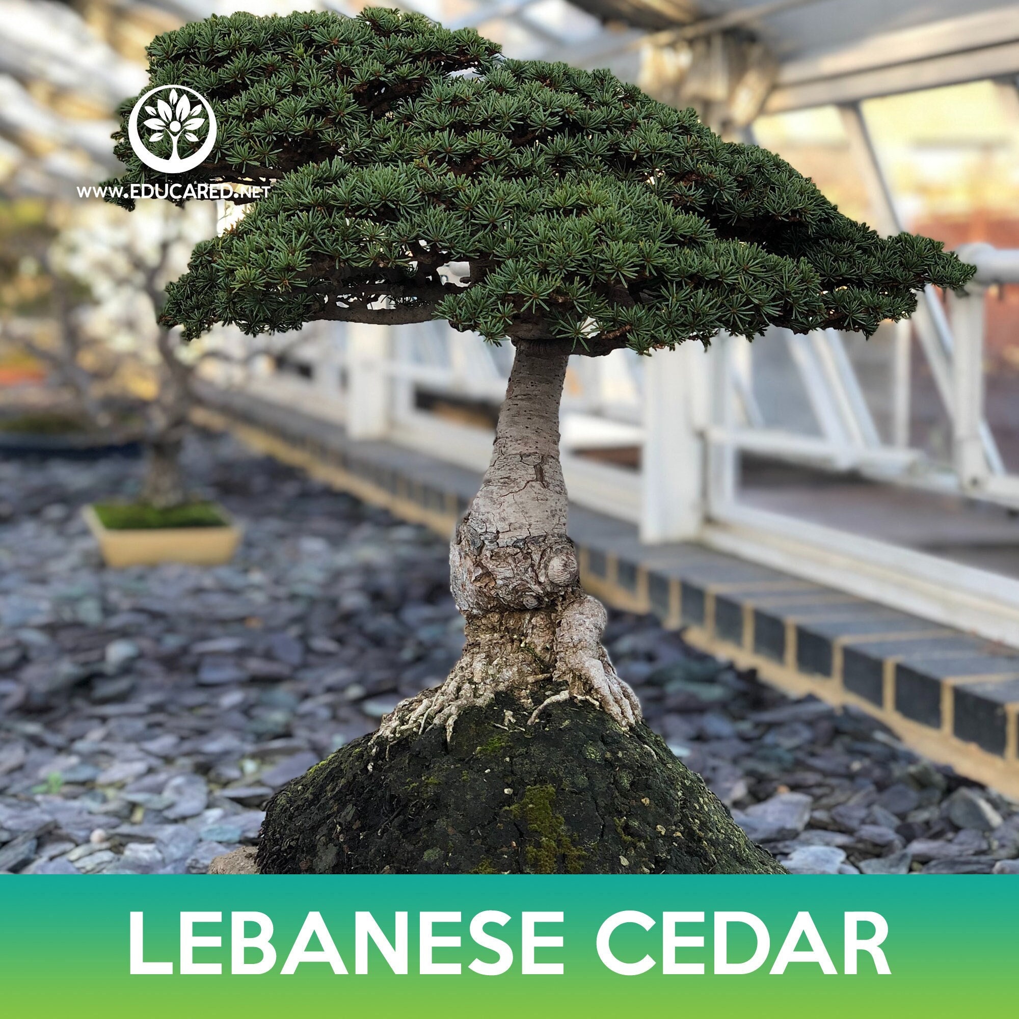 Cedar of Lebanon Bonsai - Etsy