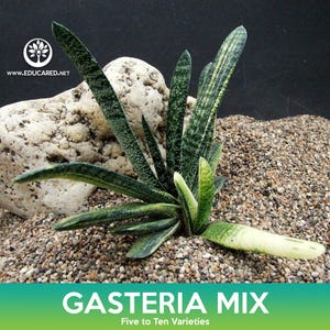 Gasteria Succulent Mix Seeds