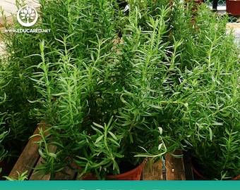 Rosemary Seeds (~30 Seeds)