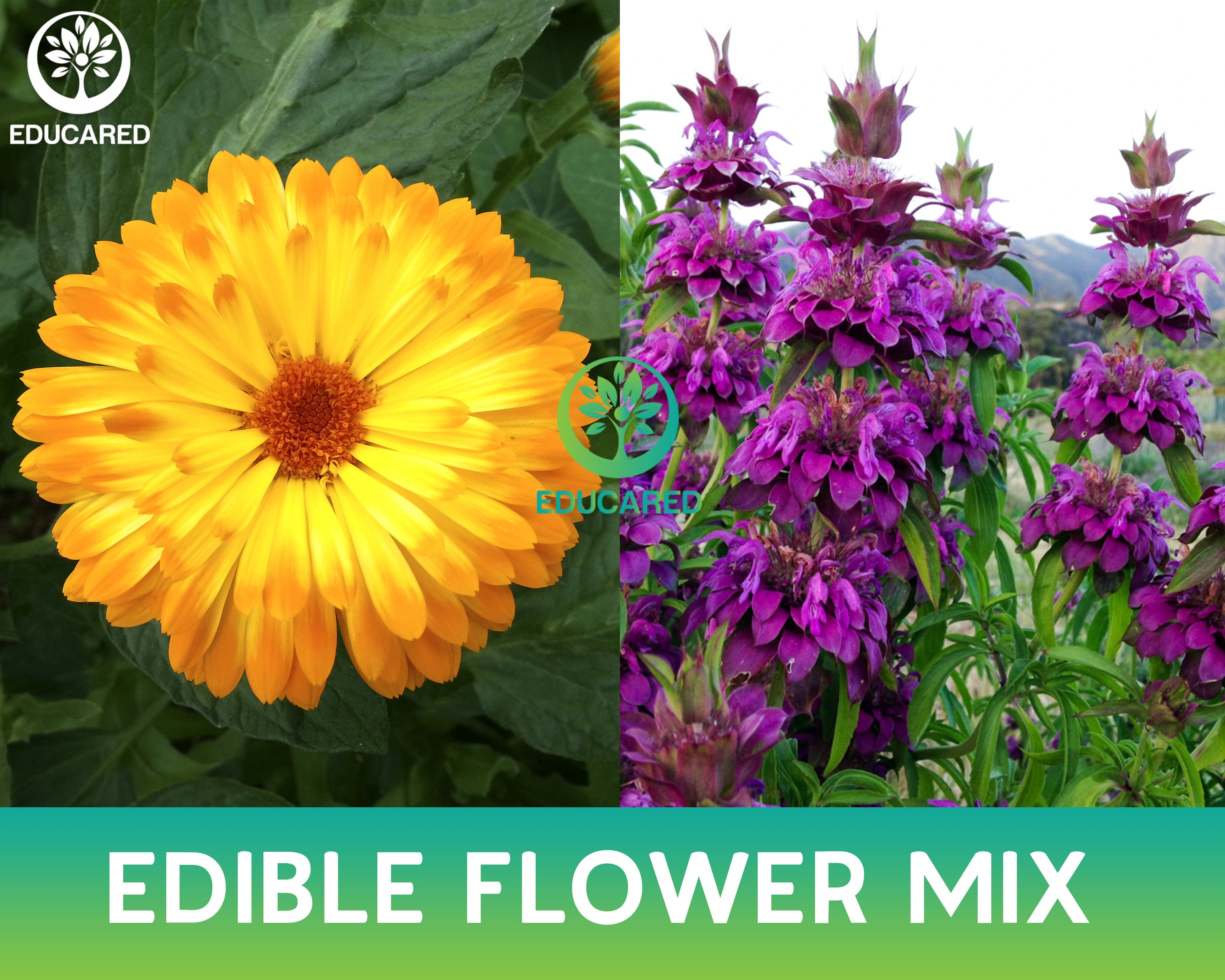 Edible Wildflowers Mix Organic Seeds Flower Seeds Annual Etsy Ireland