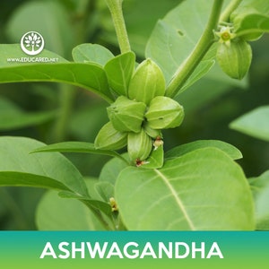 May include: Close-up of green Ashwagandha plant with green leaves and small green fruit pods. The plant is commonly used in traditional medicine.