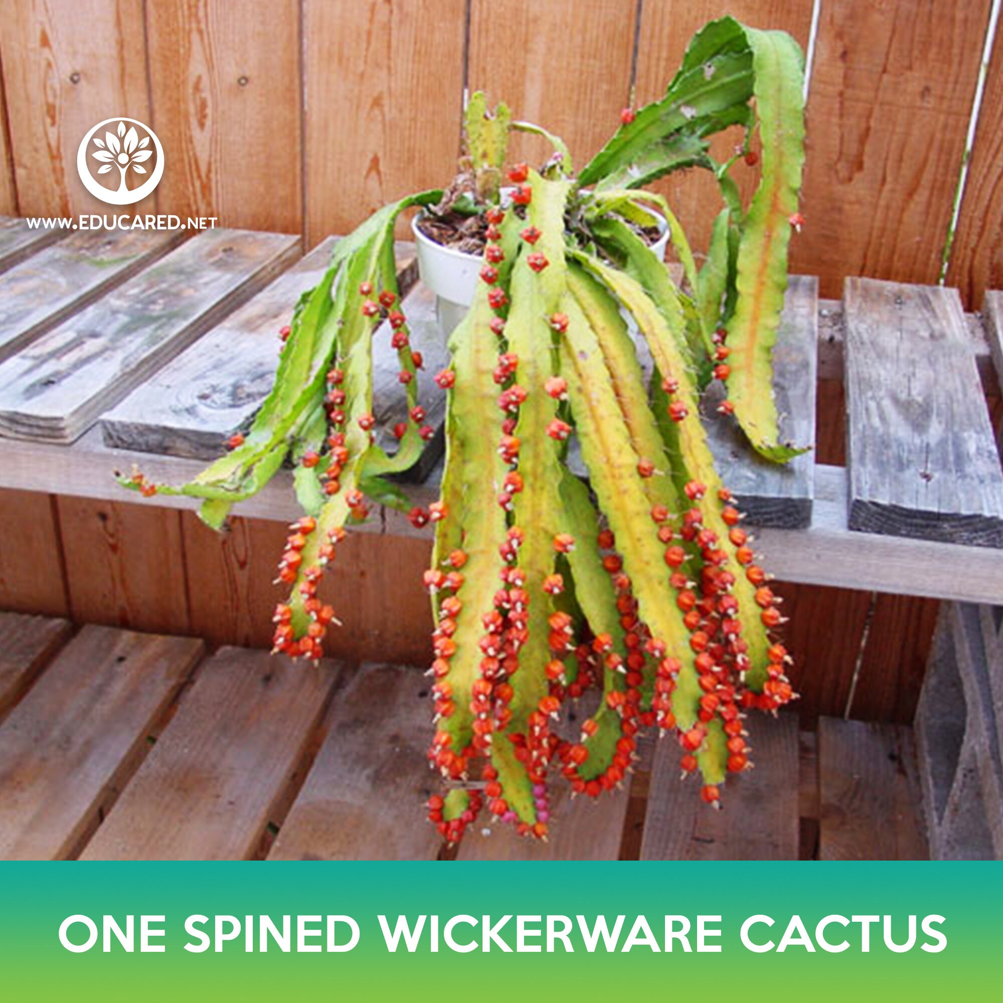 One‑spined Wickerware Cactus Seeds, Acanthorhipsalis Monacantha - Etsy