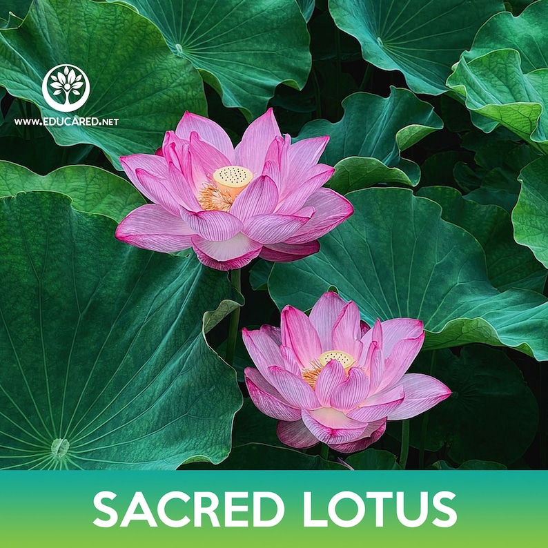 Educared Sacred Lotus Seeds - Thumbnail 3