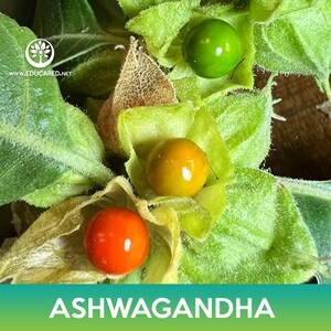 May include: Close-up of Ashwagandha berries, also known as Indian ginseng, with green, yellow, and red berries. The berries are surrounded by green leaves.