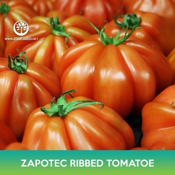 Zapotec Oaxacan Ribbed Tomato Seeds - Etsy